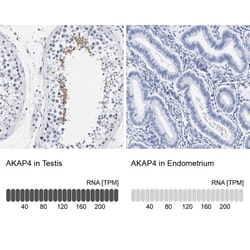 AKAP4 Antibody, Novus Biologicals:Antibodies:Primary Antibodies